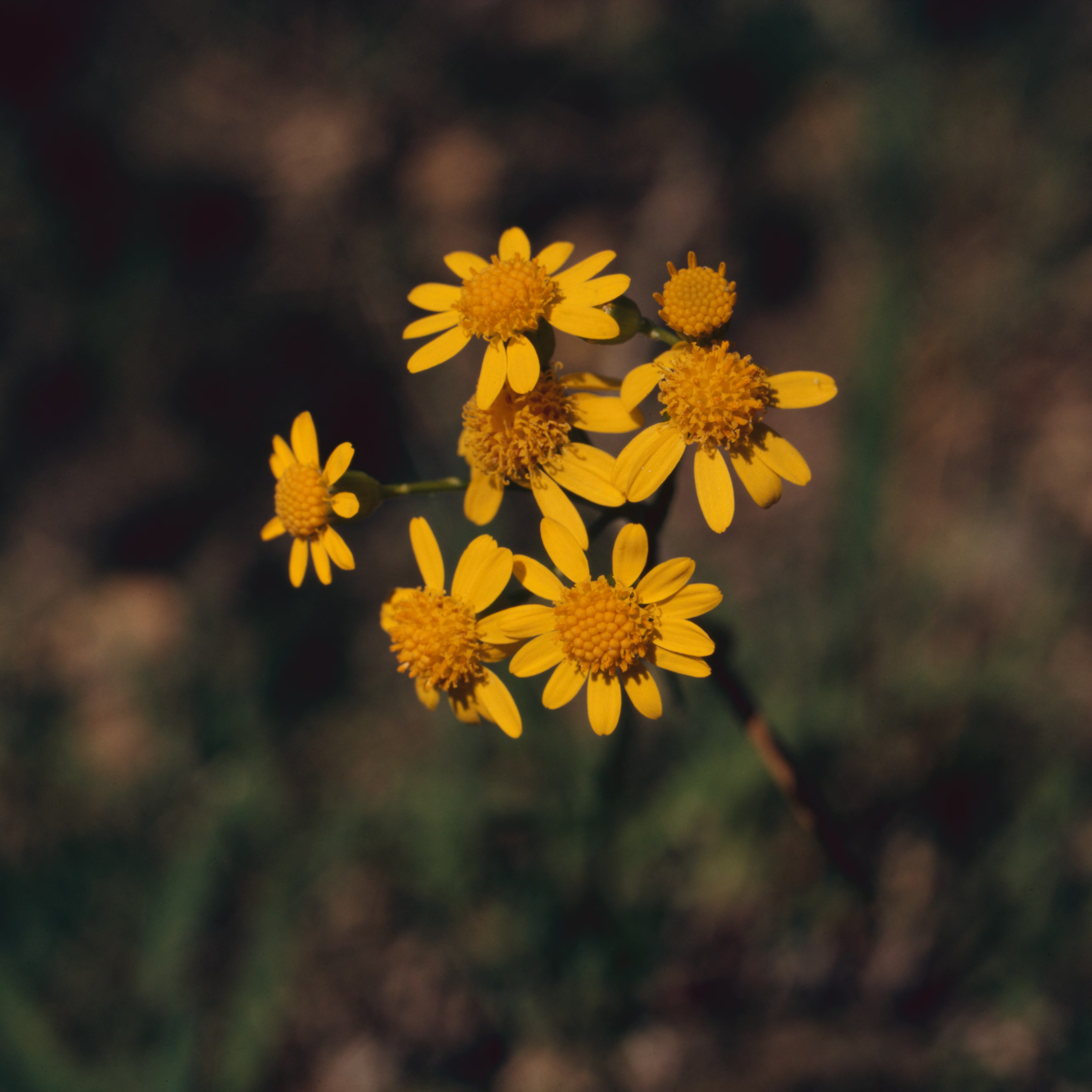 golden ragwort